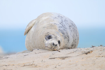 Kegelrobbe Halichoerus grypus grey seal