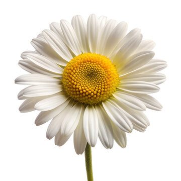 Daisy Flower Isolated on Transparent Background