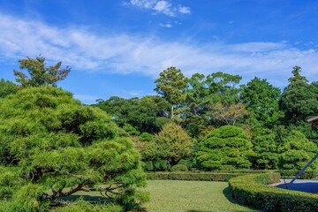 青空バックに見る見事な枝ぶりの古い松の情景