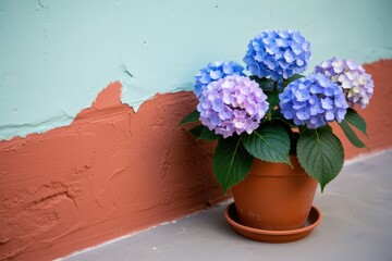 A potted blue and purple hydrangea with lush green leaves sits against a two-toned stone wall. Use: home decor, garden center advertisement, outdoor.