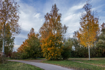 autumn trees in the park