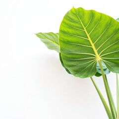 Large green leaves with vibrant veins on a clean white backdrop. Use: interior decor, eco-friendly branding, wellness advertising.