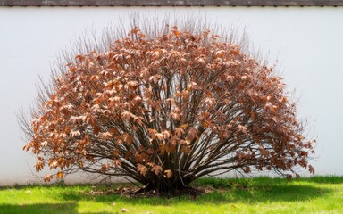 Bush with autumn brown and orange leaves against a white wall on bright day; Use: landscape photography, botanical illustration.