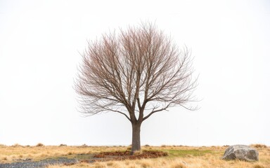 A bare tree stands alone in a foggy, grassy field under an overcast sky. Use: travel blog hero image, outdoor adventure branding.