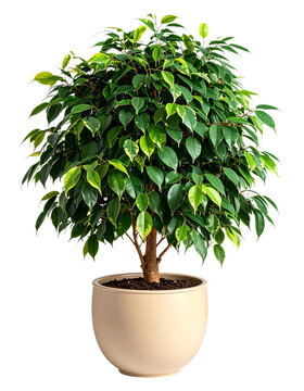 Lush Green Ficus Tree in a Cream Pot. transparent background png
