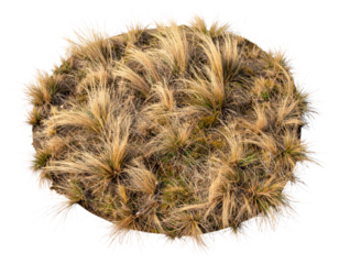 Close up of a clump of dry grass and earth. transparent background png
