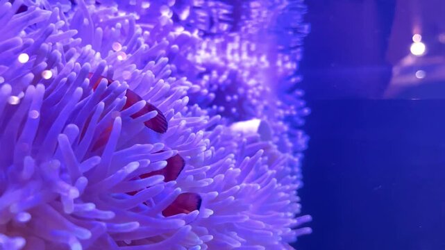 Clownfish swimming in sea anemone, symbiotic relationship in tropical aquarium