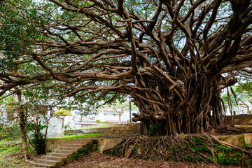 崇元寺公園のガジュマル