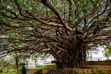 崇元寺公園のガジュマル