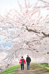 五稜郭公園の桜