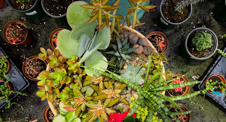 Succulent plants growing in garden pots