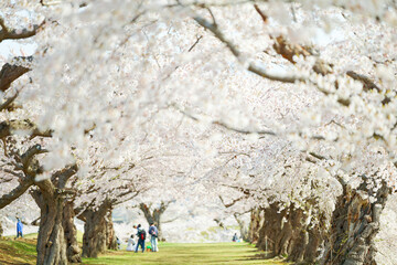 五稜郭公園の桜