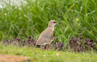 Fototapeta premium Southern Lapwing (Vanellus chilensis) in profile, amidst green vegetation. Red eye-ring and gray-brown plumage. Fauna, nature, wildlife.