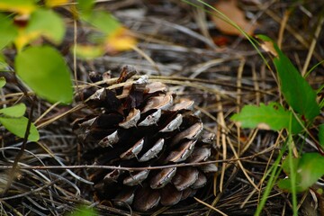 Fototapeta premium mushrooms in the forest