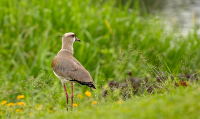 Southern Lapwing (Vanellus chilensis) in profile, amidst green vegetation. Red eye-ring and...