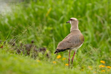 Southern Lapwing (Vanellus chilensis) in profile, amidst green vegetation. Red eye-ring and gray-brown plumage. Fauna, nature, wildlife.