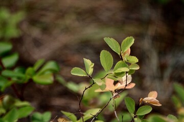 green leaves in the forest