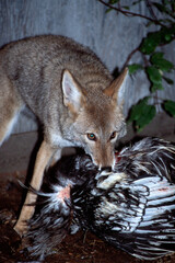 Coyote eating a chicken, a Coyote raiding a chicken coop