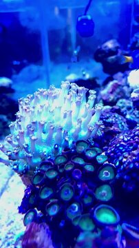 saltwater aquarium featuring colorful moving coral reefs