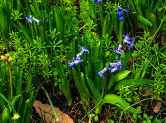 Vibrant purple flowers of the Oriental Hyacinth (Hyacinthus orientalis) stand out against the green foliage. Lush green leaves frame the spring bloom.