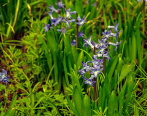 The vibrant purple flowers of the Oriental Hyacinth (Hyacinthus orientalis) stand out against the green foliage. Lush green leaves frame the spring bloom. Close-up.