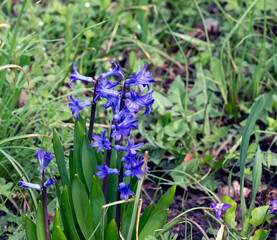 The vibrant purple flowers of Oriental Hyacinth (Hyacinthus orientalis) stand out against the green foliage. Lush green leaves frame the spring bloom. Close-up.