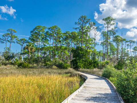 Boardwalk trail curves from grassy marsh into a stand of mature longleaf pines (binomial name: Pinus palustris) in Tolomato River Boardwalk Preserve in northeast Florida on a sunny day in autumn