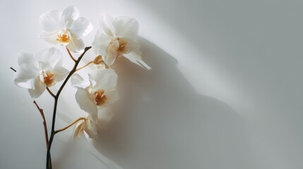 White orchid flowers blooming on a stem against a minimalist white wall with soft natural light and elegant shadows.