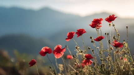 Vibrant red poppies bloom against a hazy mountain backdrop illuminated by soft natural light.