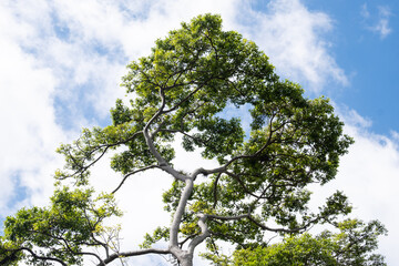 Vegetacion en la ciudad, San Jose, Costa Rica.