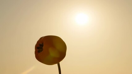 A ripe yellow fruit stands silhouetted against a bright sun, creating an interesting contrast. The fruit highlights the warmth and simplicity of natural shapes in the glowing light.
