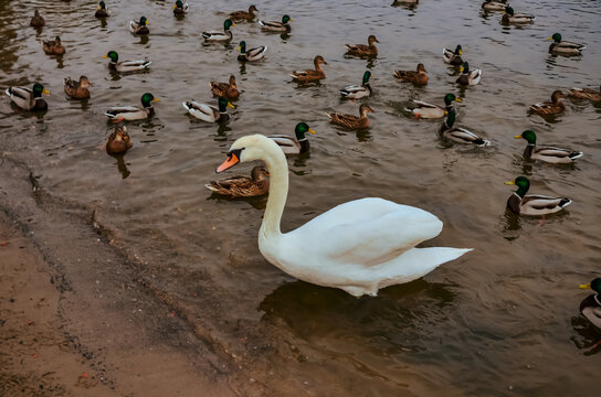 swans on the lake
