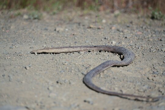 European glass lizard crawling on a gravel road