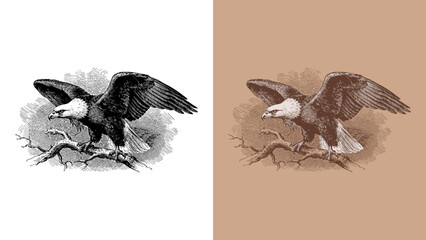 Vintage Bald Eagle Etching/Engraving Illustration