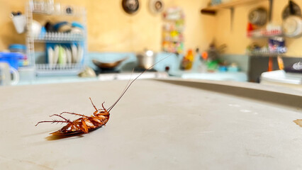 Dead Cockroach Lying on its Back in a Kitchen Area