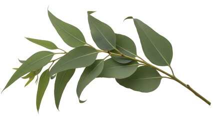 Obraz premium Eucalyptus Branch: A close-up shot of a eucalyptus branch displays its unique leaves, radiating freshness.