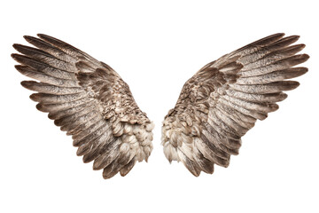 Isolated Bird Wings on White Background