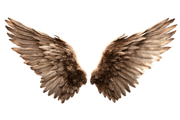 Brown Feathered Wings Spread Open