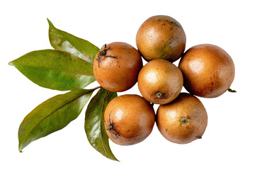 Fresh Sapodilla Fruits with Leaves