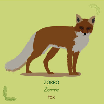 Zorro, fox