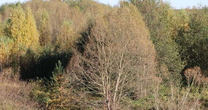 landscape with deciduous trees with yellow and orange foliage during leaf fall at sunset, autumn beautiful landscape with different types of trees during sunset, calm weather without wind