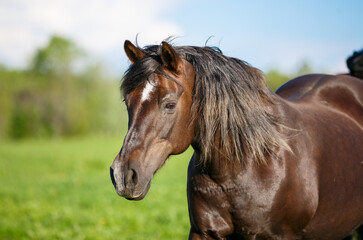 Obraz premium portrait of an old horse