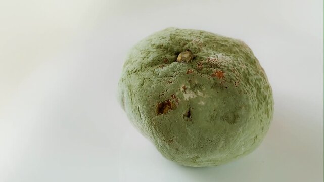 Tokyo, Japan - December 23, 2025：Closeup of Moldy mandarin orange　