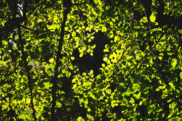 Green Leaf Texture with Natural Veins Detail