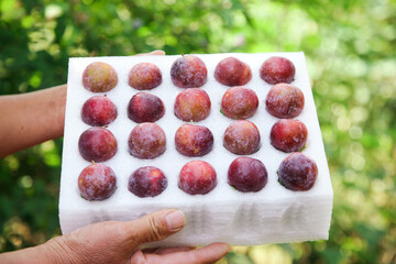 Fresh Red Plums in Paper Box, Alpine Garden Setting