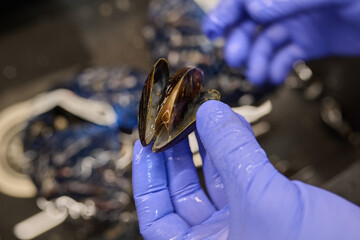 Close-up of a person holding a fresh mussel with blue gloves, showcasing seafood preparation and culinary techniques in a kitchen environment