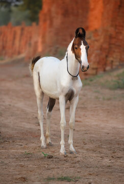 marwari  horse in the field