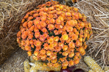 Overhead, close-up view of a large, spherical bouquet of bright orange and yellow chrysanthemum flowers, surrounded by dried straw bales and decorations corn cobs