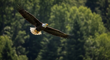 Majestic Bald Eagle Soaring Above Lush Green Forest Canopy.