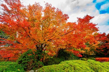 日田市西有田の紅葉